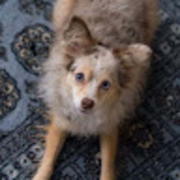 Meet your Posher, Kai - Picture 1 of 1